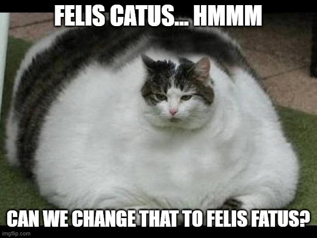 fat cat 2 | FELIS CATUS... HMMM; CAN WE CHANGE THAT TO FELIS FATUS? | image tagged in fat cat 2 | made w/ Imgflip meme maker