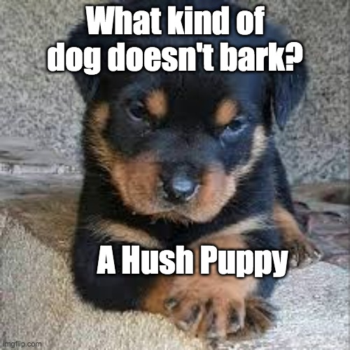 Rottweilers | What kind of dog doesn't bark? A Hush Puppy | image tagged in dogs,jokes,fun,funny | made w/ Imgflip meme maker