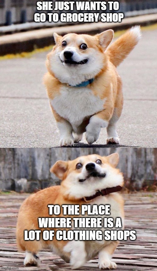 Regret corgi | SHE JUST WANTS TO 
GO TO GROCERY SHOP; TO THE PLACE 
WHERE THERE IS A LOT OF CLOTHING SHOPS | image tagged in regret,corgi,regret corgi | made w/ Imgflip meme maker