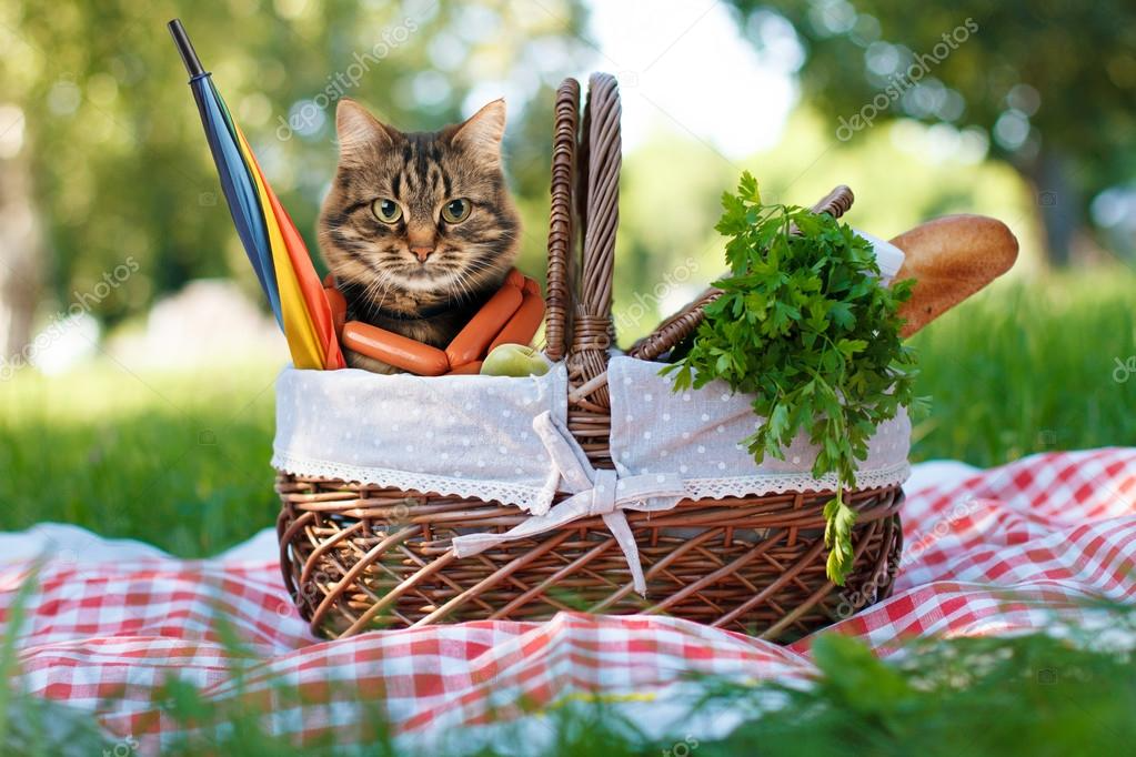 Kitten in Picnic Basket Blank Meme Template