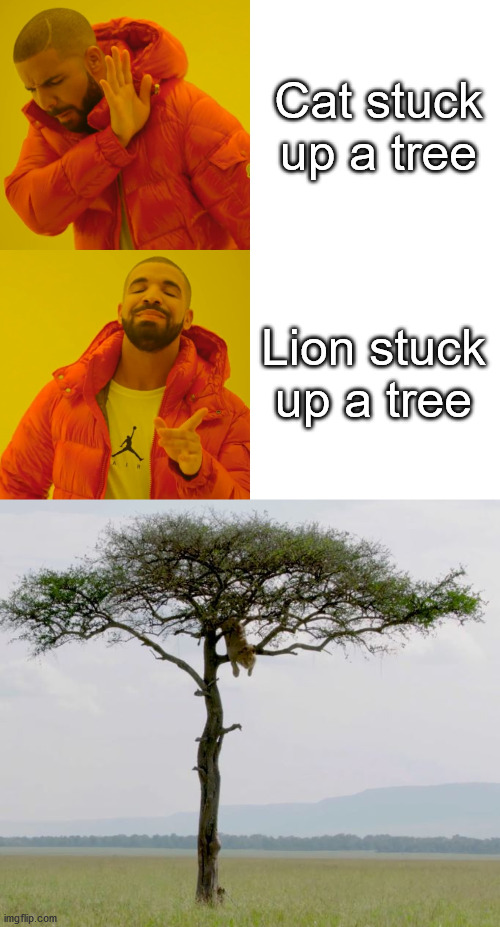 Cool and cooler. | Cat stuck up a tree; Lion stuck up a tree | image tagged in memes,drake hotline bling,cats,lions | made w/ Imgflip meme maker