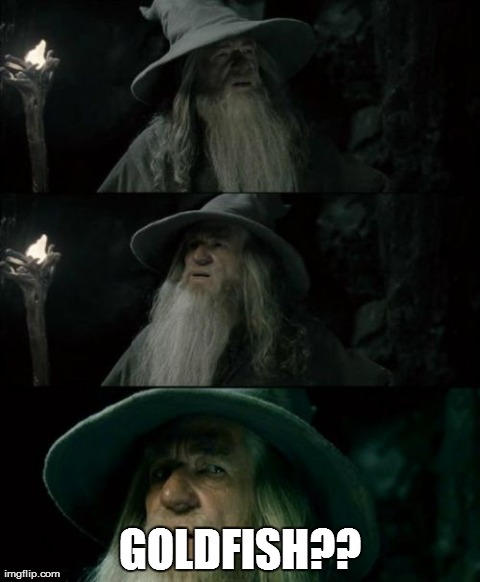 Confused Gandalf Meme | GOLDFISH?? | image tagged in memes,confused gandalf | made w/ Imgflip meme maker