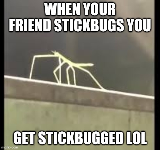 Stickbug | WHEN YOUR FRIEND STICKBUGS YOU; GET STICKBUGGED LOL | image tagged in memes,stick | made w/ Imgflip meme maker