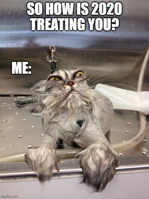 my life | SO HOW IS 2020 TREATING YOU? ME: | image tagged in funny memes,funny,angry wet cat,cats,2020 | made w/ Imgflip meme maker