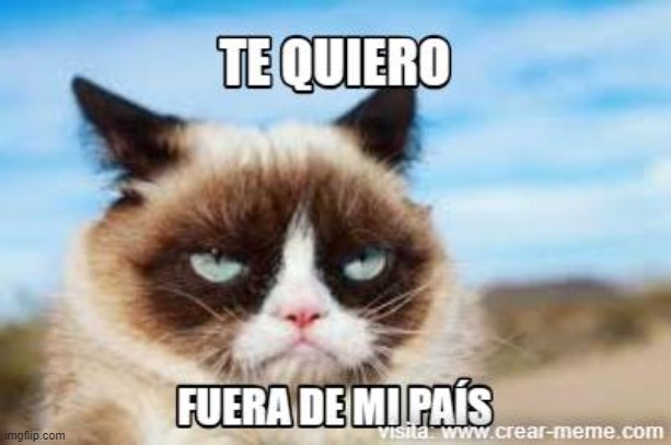 Grumpy Cat te quiere mucho | image tagged in grumpy cat | made w/ Imgflip meme maker