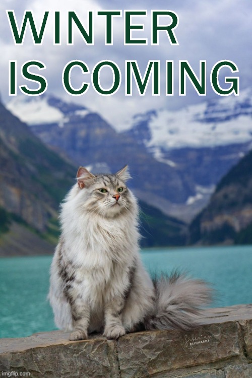hol' up kitty we still barely in fall | WINTER IS COMING | image tagged in cat of the north,winter is coming,fall,cats,cat,winter | made w/ Imgflip meme maker