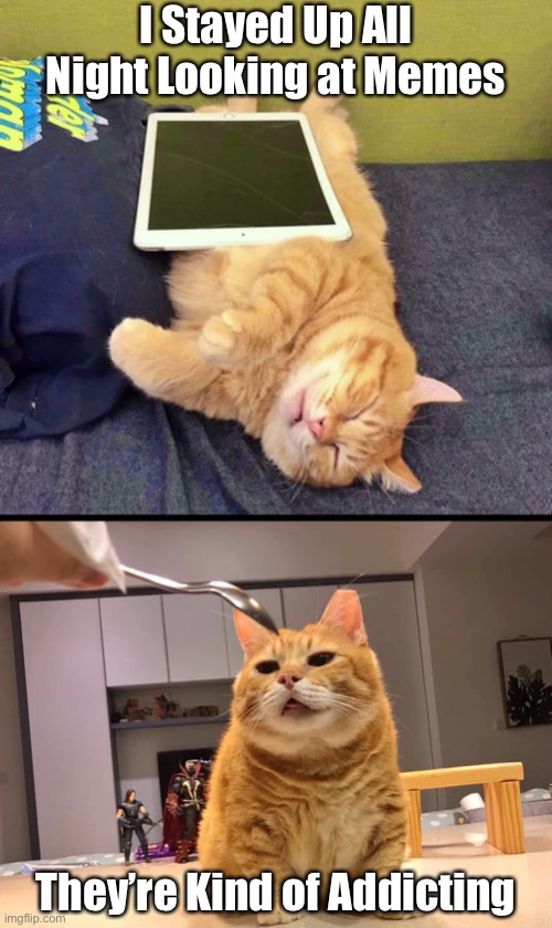 Might As Well Face It Your Addicted To Memes | I Stayed Up All Night Looking at Memes; They’re Kind of Addicting | image tagged in cats,funny memes,funny cat memes | made w/ Imgflip meme maker