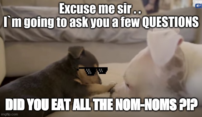 First meme I ever made | Excuse me sir . . 
I`m going to ask you a few QUESTIONS; DID YOU EAT ALL THE NOM-NOMS ?!? | image tagged in dogs,puppy | made w/ Imgflip meme maker