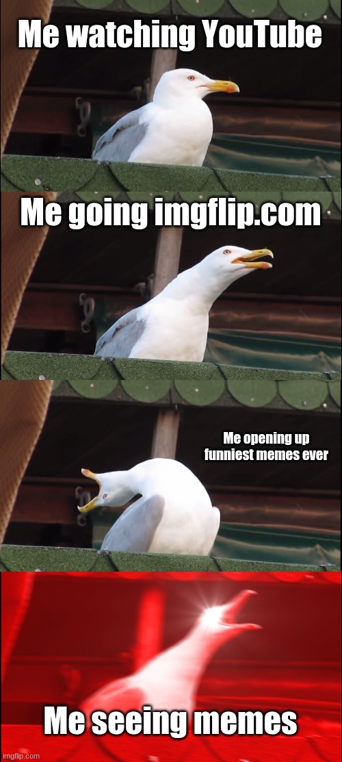 What I do every day |  Me watching YouTube; Me going imgflip.com; Me opening up funniest memes ever; Me seeing memes | image tagged in memes,inhaling seagull | made w/ Imgflip meme maker