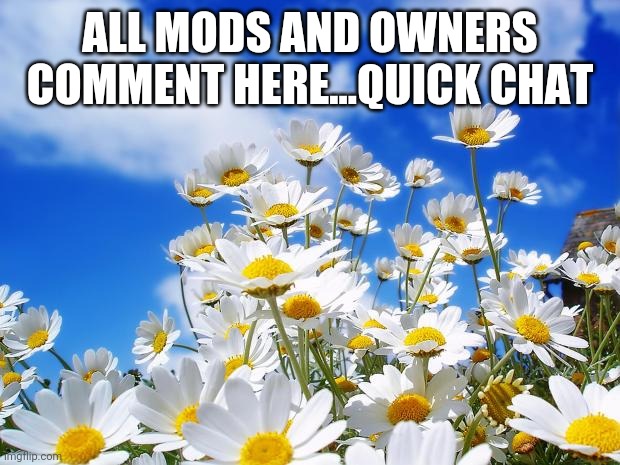 spring daisy flowers | ALL MODS AND OWNERS COMMENT HERE...QUICK CHAT | image tagged in spring daisy flowers | made w/ Imgflip meme maker
