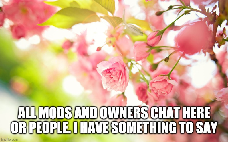 Pretty pink flowers |  ALL MODS AND OWNERS CHAT HERE OR PEOPLE. I HAVE SOMETHING TO SAY | image tagged in pretty pink flowers | made w/ Imgflip meme maker
