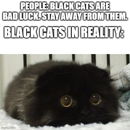 A few (ALOT) of people I know follow this "trend" where they say that black cats are bad luck and all that shit. But in reality  | PEOPLE: BLACK CATS ARE BAD LUCK. STAY AWAY FROM THEM. BLACK CATS IN REALITY: | image tagged in black kitty,adorable | made w/ Imgflip meme maker