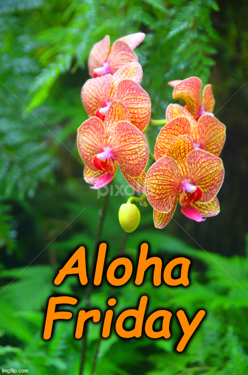 orchid | Aloha Friday | image tagged in orchid | made w/ Imgflip meme maker