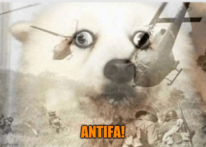PTSD dog | ANTIFA! | image tagged in ptsd dog | made w/ Imgflip meme maker