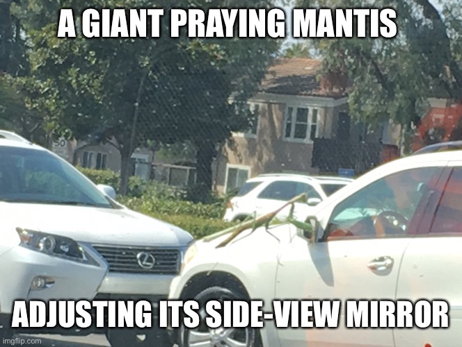A Giant Praying Mantis | A GIANT PRAYING MANTIS; ADJUSTING ITS SIDE-VIEW MIRROR | image tagged in praying mantis,car,mirror | made w/ Imgflip meme maker