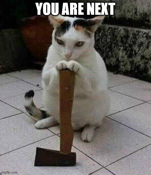 ax killer cat | YOU ARE NEXT | image tagged in ax killer cat | made w/ Imgflip meme maker