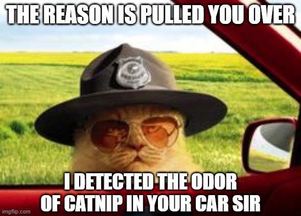 Busted | THE REASON IS PULLED YOU OVER; I DETECTED THE ODOR OF CATNIP IN YOUR CAR SIR | image tagged in cat cop | made w/ Imgflip meme maker