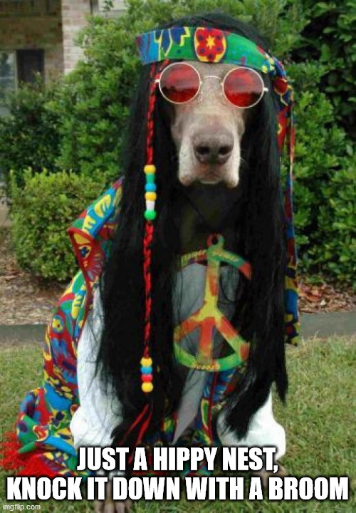 Hippie dog  | JUST A HIPPY NEST, KNOCK IT DOWN WITH A BROOM | image tagged in hippie dog | made w/ Imgflip meme maker