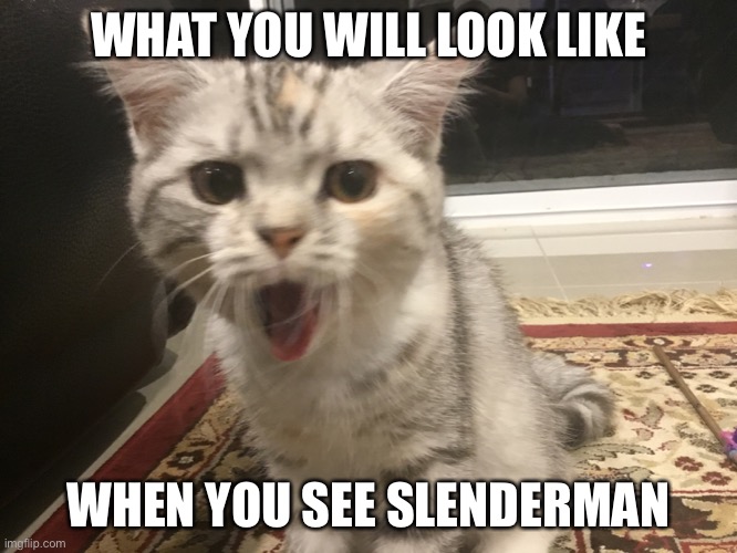 Smokey sees slenderman | WHAT YOU WILL LOOK LIKE; WHEN YOU SEE SLENDERMAN | image tagged in slenderman,cats,cat,surprised cat | made w/ Imgflip meme maker