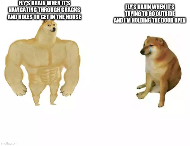 true story | FLY'S BRAIN WHEN IT'S NAVIGATING THROUGH CRACKS AND HOLES TO GET IN THE HOUSE; FLY'S BRAIN WHEN IT'S TRYING TO GO OUTSIDE AND I'M HOLDING THE DOOR OPEN | image tagged in buff doge vs cheems | made w/ Imgflip meme maker