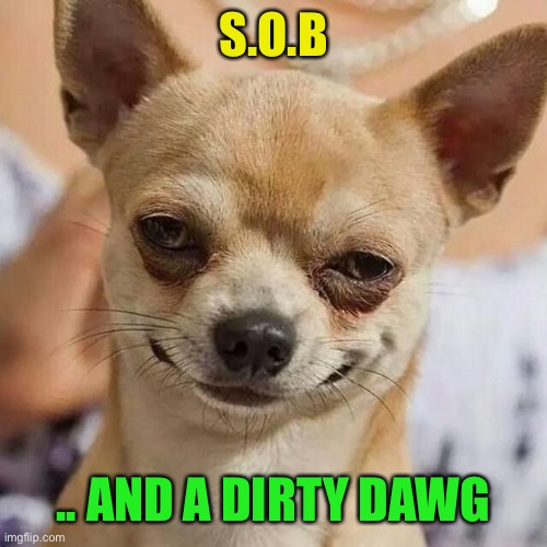 Smirking Dog | S.O.B .. AND A DIRTY DAWG | image tagged in smirking dog | made w/ Imgflip meme maker
