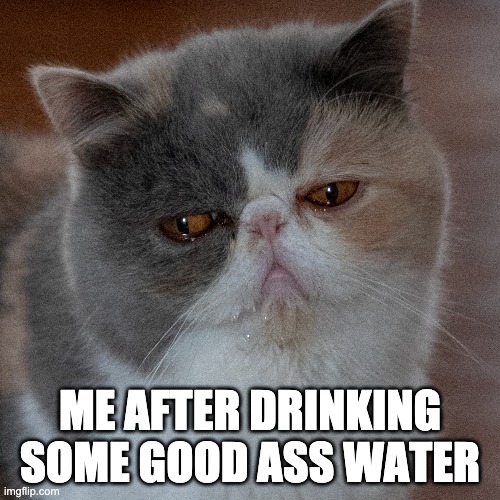 after drinking cat | ME AFTER DRINKING SOME GOOD ASS WATER | image tagged in drink,cat,wet | made w/ Imgflip meme maker