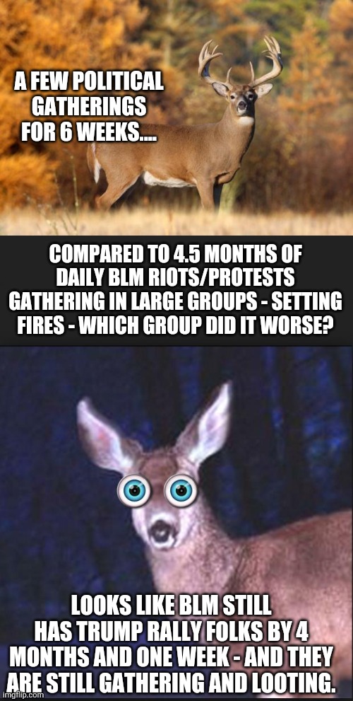 A FEW POLITICAL GATHERINGS FOR 6 WEEKS.... COMPARED TO 4.5 MONTHS OF DAILY BLM RIOTS/PROTESTS GATHERING IN LARGE GROUPS - SETTING FIRES - WH | image tagged in whitetail deer,deer in headlights | made w/ Imgflip meme maker