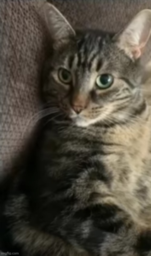 Shook cat | image tagged in shook cat | made w/ Imgflip meme maker