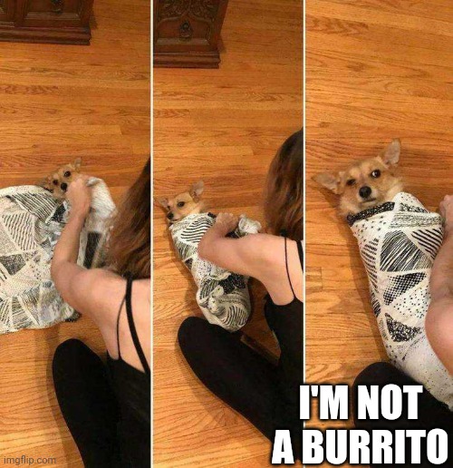 COZY DOG | I'M NOT A BURRITO | image tagged in dogs,dog | made w/ Imgflip meme maker