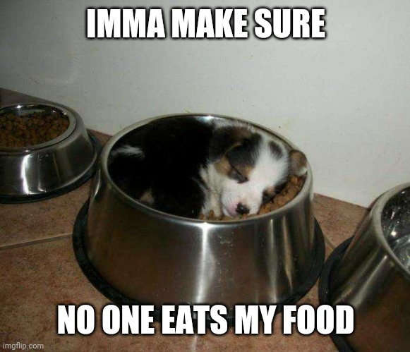 PUPPY FELL ASLEEP EATING | IMMA MAKE SURE; NO ONE EATS MY FOOD | image tagged in puppy,dog,dogs | made w/ Imgflip meme maker