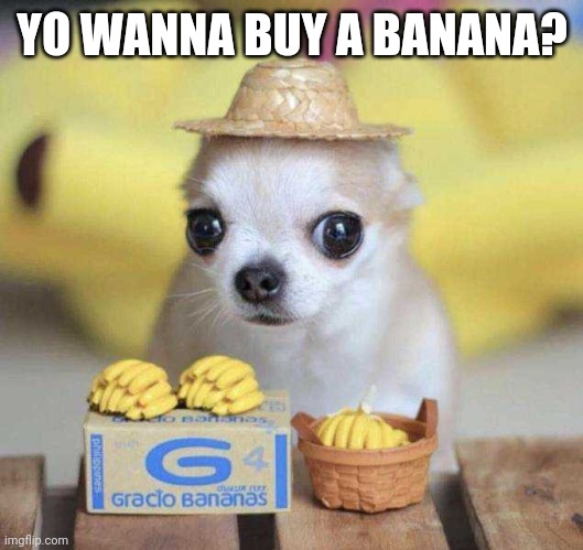 TINY BANANAS | YO WANNA BUY A BANANA? | image tagged in dog,dogs,bananas | made w/ Imgflip meme maker