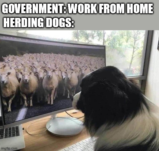 GOVERNMENT: WORK FROM HOME; HERDING DOGS: | image tagged in work from home,dogs | made w/ Imgflip meme maker