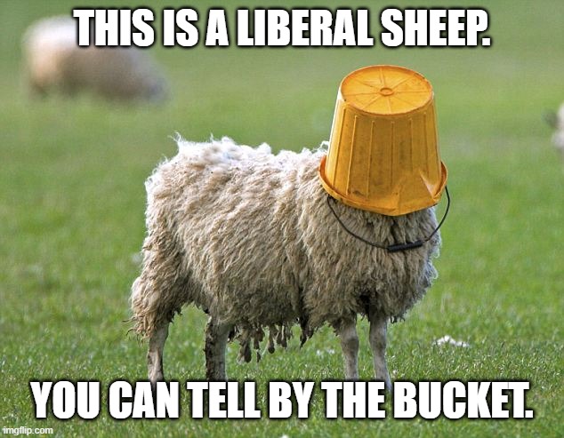 stupid sheep | THIS IS A LIBERAL SHEEP. YOU CAN TELL BY THE BUCKET. | image tagged in stupid sheep | made w/ Imgflip meme maker