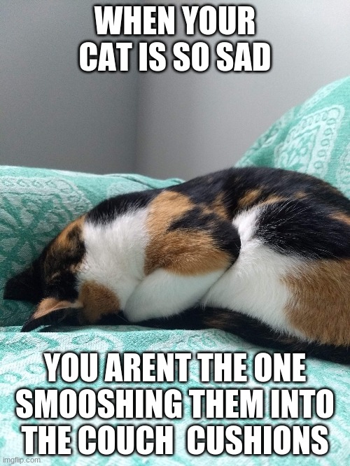 #mycatlastweek | WHEN YOUR CAT IS SO SAD; YOU ARENT THE ONE SMOOSHING THEM INTO THE COUCH  CUSHIONS | image tagged in sad cat in couch cushions | made w/ Imgflip meme maker
