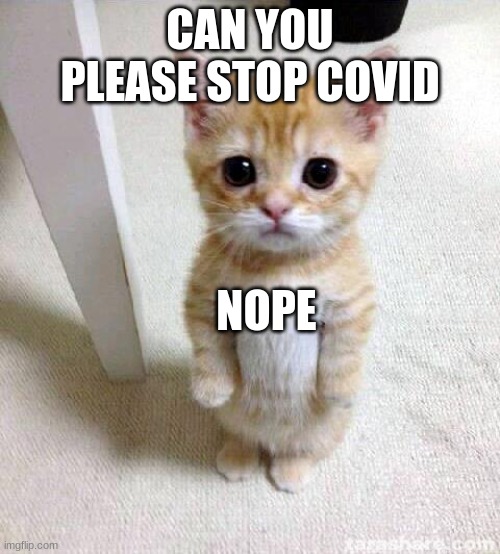 Cute Cat Meme | CAN YOU PLEASE STOP COVID; NOPE | image tagged in memes,cute cat | made w/ Imgflip meme maker