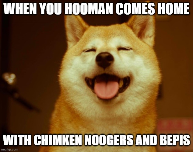 good doggo | WHEN YOU HOOMAN COMES HOME; WITH CHIMKEN NOOGERS AND BEPIS | image tagged in doggos | made w/ Imgflip meme maker