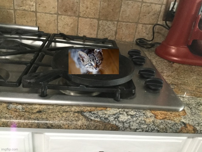 KITTY BEING KOOKED | image tagged in kitty,cooking | made w/ Imgflip meme maker