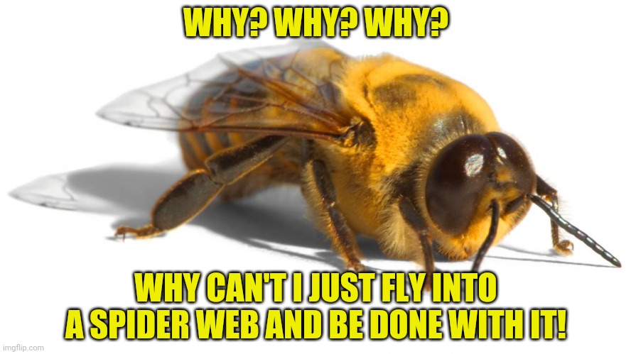bumblebee | WHY? WHY? WHY? WHY CAN'T I JUST FLY INTO A SPIDER WEB AND BE DONE WITH IT! | image tagged in bumblebee | made w/ Imgflip meme maker