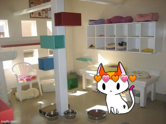 my room! | image tagged in cattigan,room | made w/ Imgflip meme maker