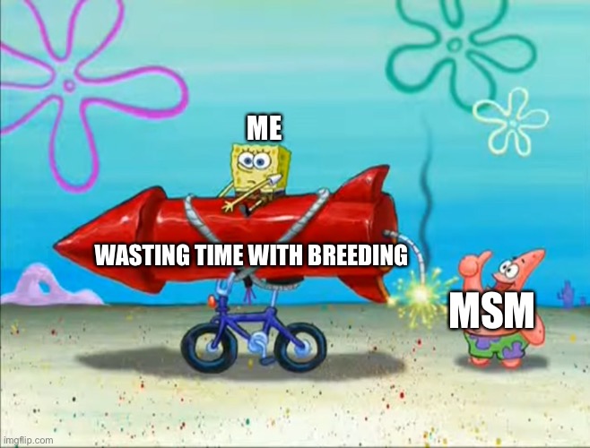 Spongebob, Patrick, and the firework | ME MSM WASTING TIME WITH BREEDING | image tagged in spongebob patrick and the firework | made w/ Imgflip meme maker