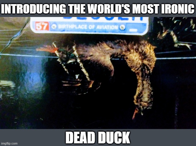 This was NOT Photoshopped. Took the pic in a parking lot. Also, I couldn't make this up, lol | INTRODUCING THE WORLD'S MOST IRONIC; DEAD DUCK | image tagged in roadkill,irony,ironic,duck | made w/ Imgflip meme maker