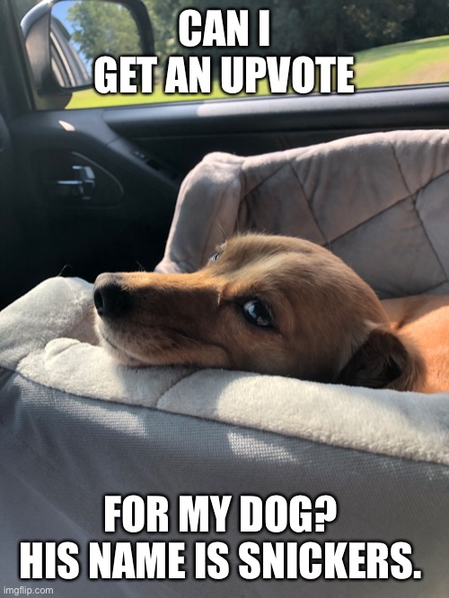 Upvote for my dog? | CAN I GET AN UPVOTE; FOR MY DOG?  HIS NAME IS SNICKERS. | image tagged in memes,upvote begging,dog,snickers,car ride,just chillin' | made w/ Imgflip meme maker