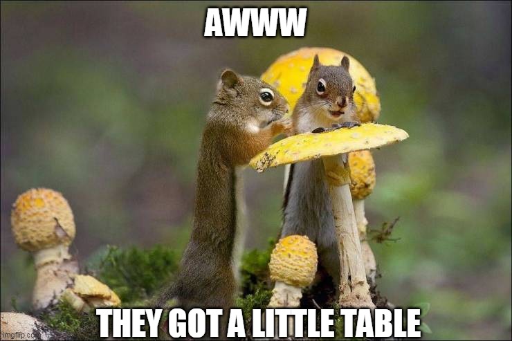 MUSHROOM TABLE | AWWW; THEY GOT A LITTLE TABLE | image tagged in squirrel,aww,nature,animals,mushroom | made w/ Imgflip meme maker