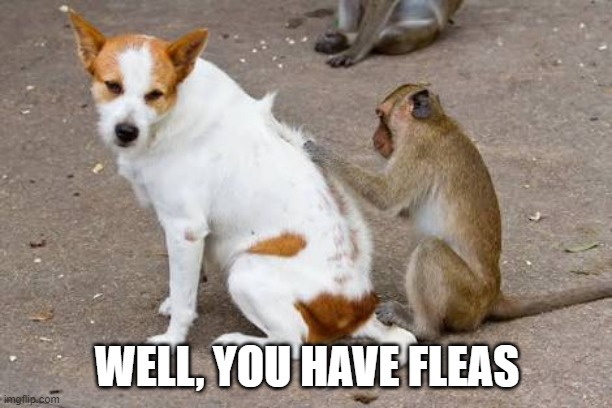 Fleas | WELL, YOU HAVE FLEAS | image tagged in fleas | made w/ Imgflip meme maker