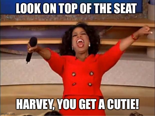 Oprah You Get A Meme | LOOK ON TOP OF THE SEAT HARVEY, YOU GET A CUTIE! | image tagged in memes,oprah you get a | made w/ Imgflip meme maker