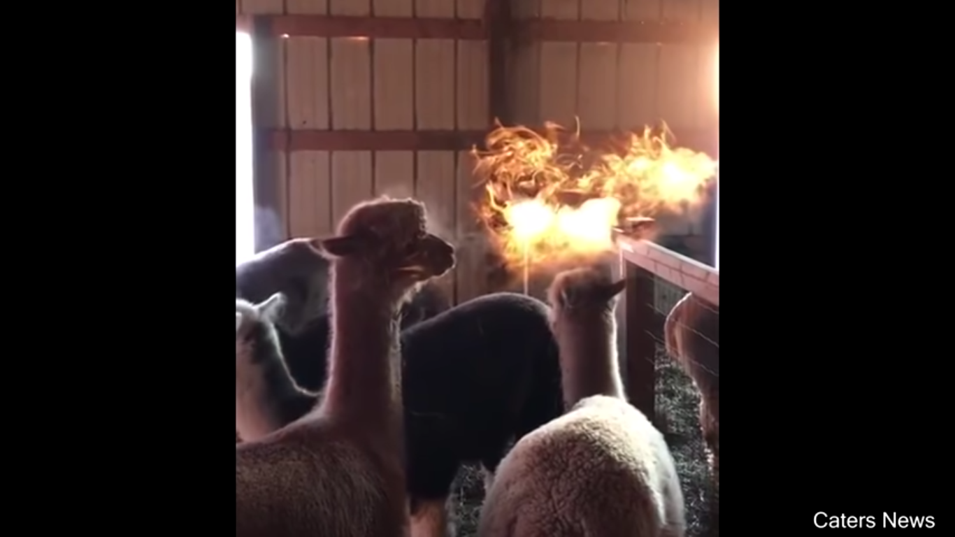 Alpaca breathing fire Blank Meme Template