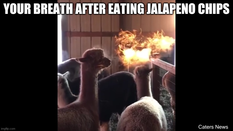 Alpaca breathing fire | YOUR BREATH AFTER EATING JALAPENO CHIPS | image tagged in alpaca breathing fire | made w/ Imgflip meme maker