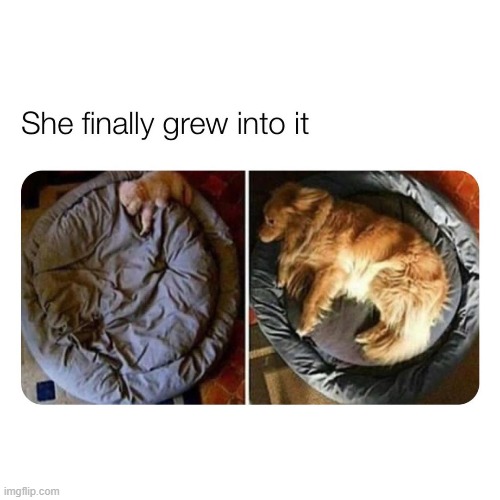 dawwwww  | image tagged in repost,dogs,puppy,wholesome,growing up,growing older | made w/ Imgflip meme maker