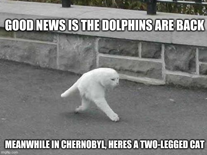 Cursed Kitty | GOOD NEWS IS THE DOLPHINS ARE BACK; MEANWHILE IN CHERNOBYL, HERES A TWO-LEGGED CAT | image tagged in funny cats,cats,lolcats | made w/ Imgflip meme maker