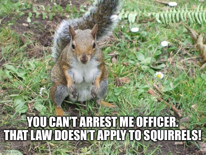 Cleavage Squirrel | YOU CAN’T ARREST ME OFFICER. THAT LAW DOESN’T APPLY TO SQUIRRELS! | image tagged in funny memes,squirrels | made w/ Imgflip meme maker